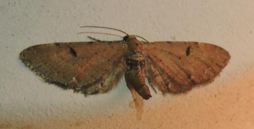 Eupithecia sp.